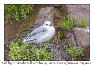 Black-legged Kittiwake