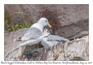 Black-legged Kittiwakes