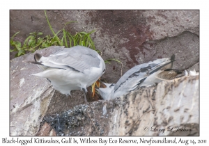 Black-legged Kittiwakes