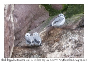 Black-legged Kittiwakes