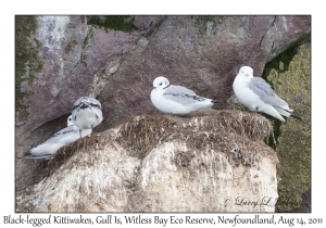 Black-legged Kittiwakes