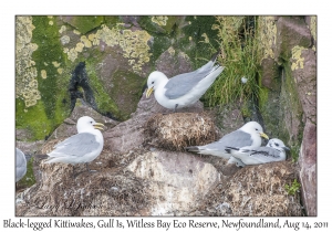 Black-legged Kittiwakes