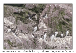 Common Murres