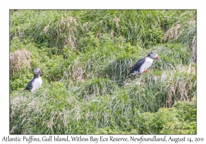 Atlantic Puffins