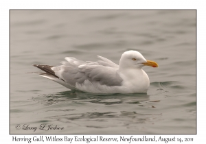 Herring Gull