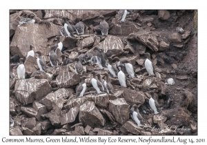 Common Murres