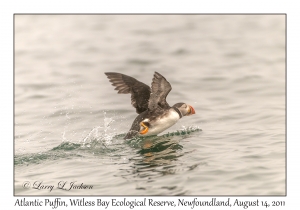 Atlantic Puffin