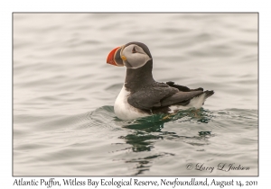 Atlantic Puffin