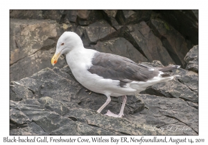 Black-backed Gull