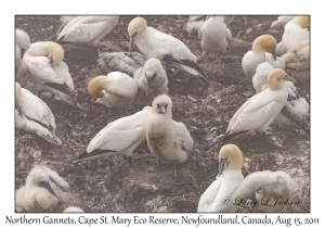 Northern Gannets