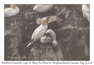 Northern Gannets