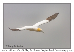 Northern Gannet