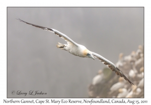 Northern Gannet