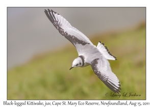 Black-legged Kittiwake