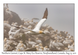 Northern Gannet