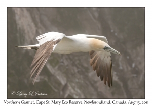 Northern Gannet