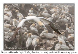 Northern Gannet