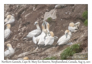 Northern Gannets