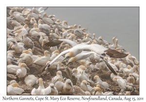 Northern Gannets