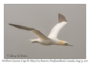 Northern Gannet