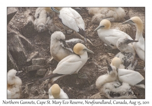 Northern Gannets