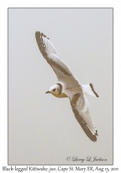 Black-legged Kittiwake