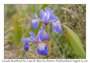 Canada Beachhead Iris