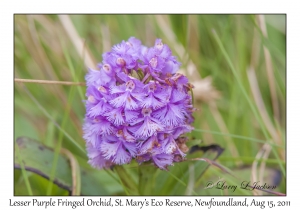 Lesser Purple Fringed Orchid