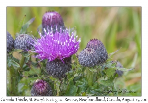 Canada Thistle