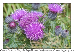 Canada Thistle