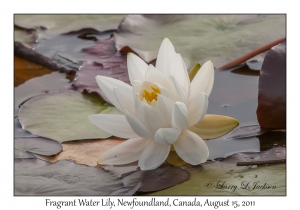 Fragrant Water Lily