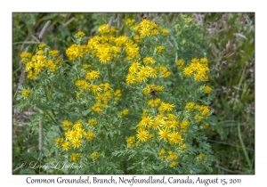 Common Groundsel