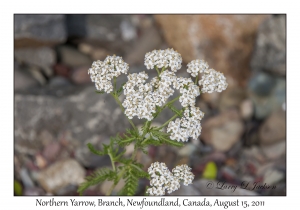 Northern Yarrow