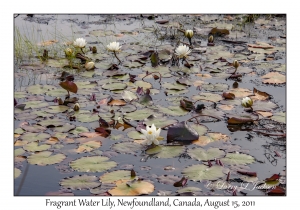 Fragrant Water Lily