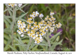 Marsh Fleabane