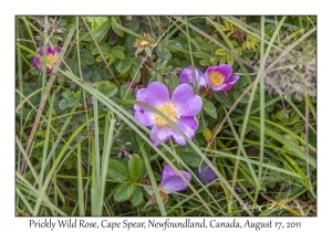 Prickly Wild Rose