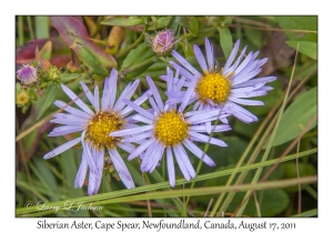 Siberian Aster