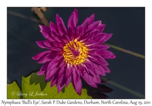 Water Lily 'Bull's Eye'