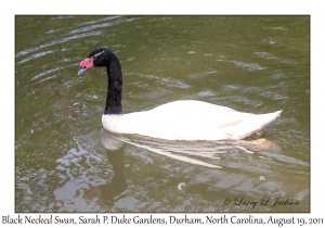 Black Necked Swan