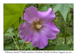 Hibiscus