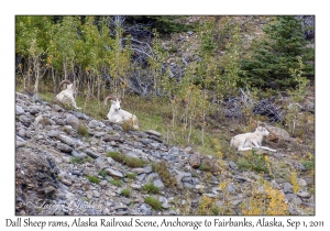 Dall Sheep