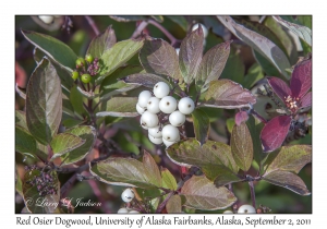 Red Osier Dogwood