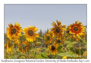 Sunflowers