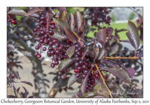 Chokecherry