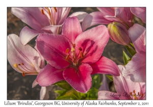 Lily 'Brindisi' variety