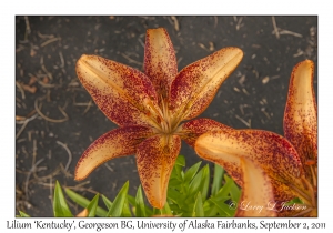 Lily 'Kentucky' variety