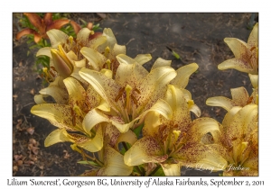 Lily 'Suncrest' variety