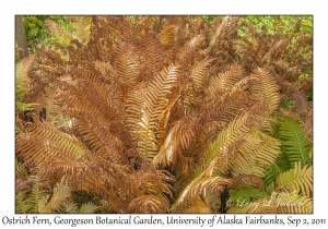 Ostrich Fern