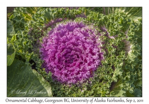 Ornamental Cabbage