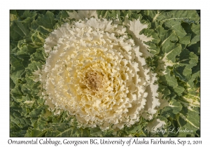 Ornamental Cabbage